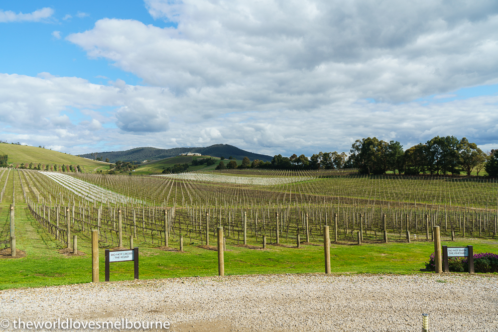 yarravalleyweb 158